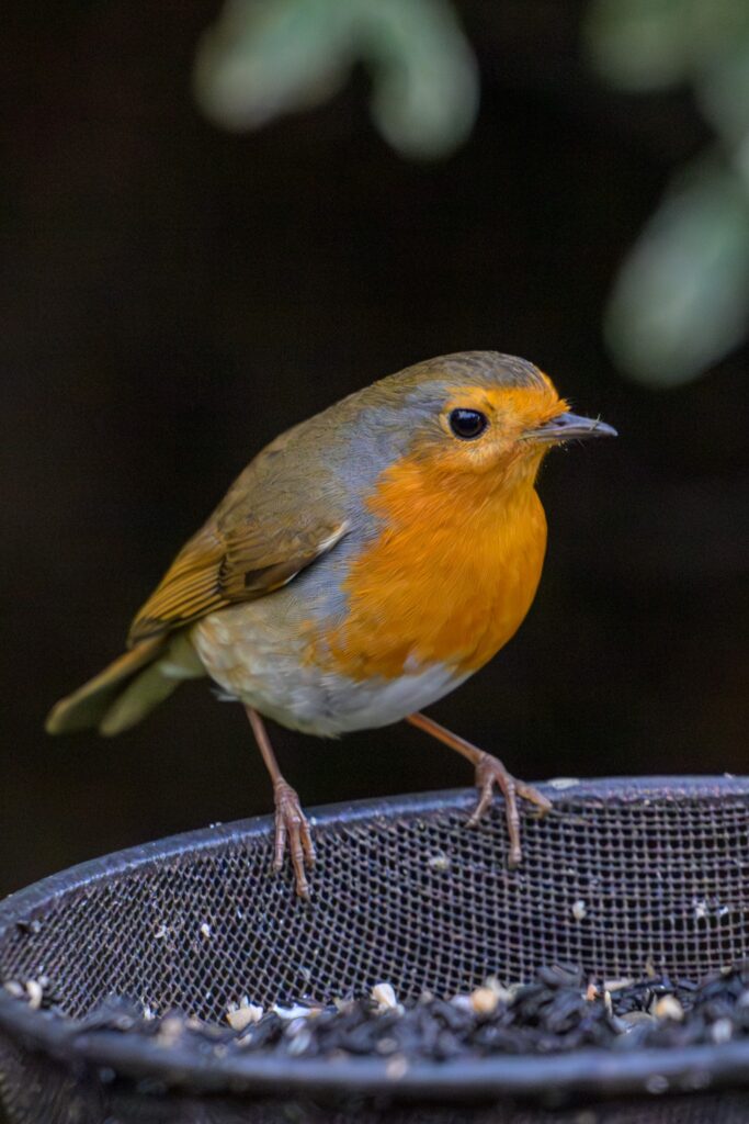 Sample image from the Nikkor 180-600mm lens