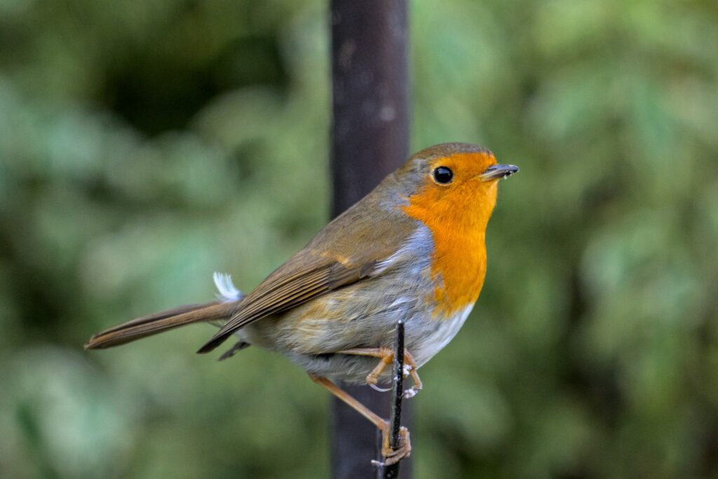 Sample image from the Nikkor 180-600mm lens