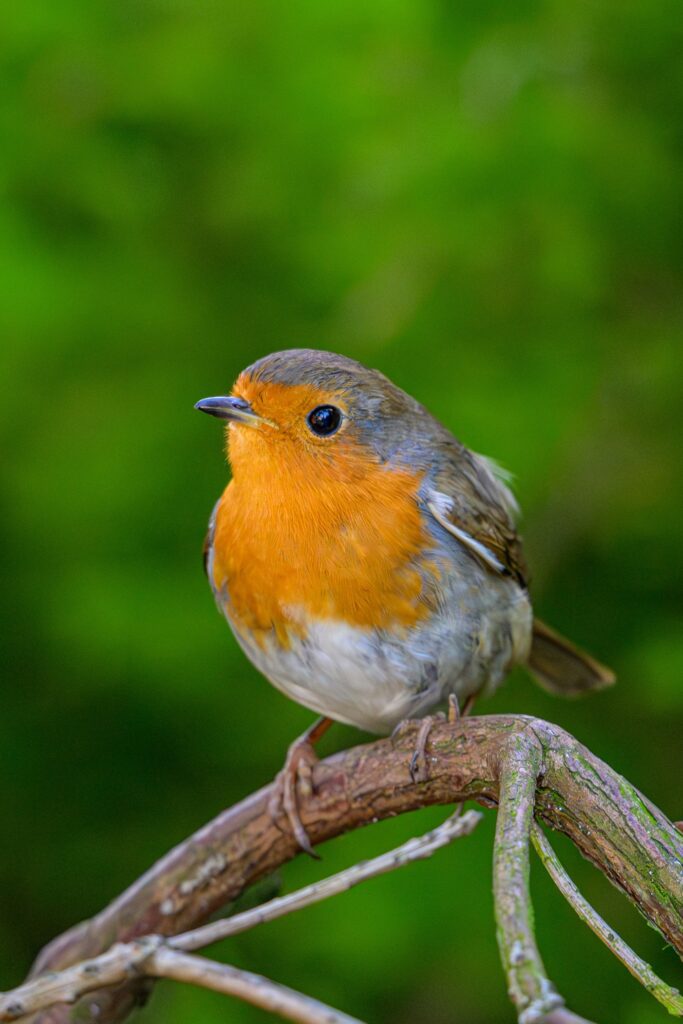 Sample image from the Nikkor 180-600mm lens